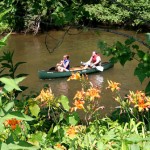 lilypaddle_web