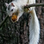 White Squirrel Contest, White Squirrel festival brevard NC, white Squirrels